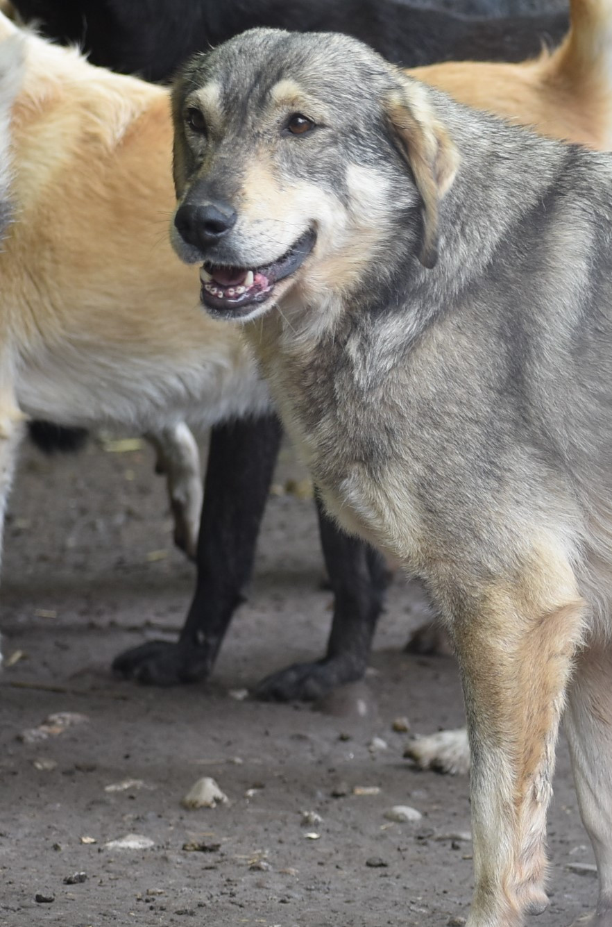 Sivac9.JPG