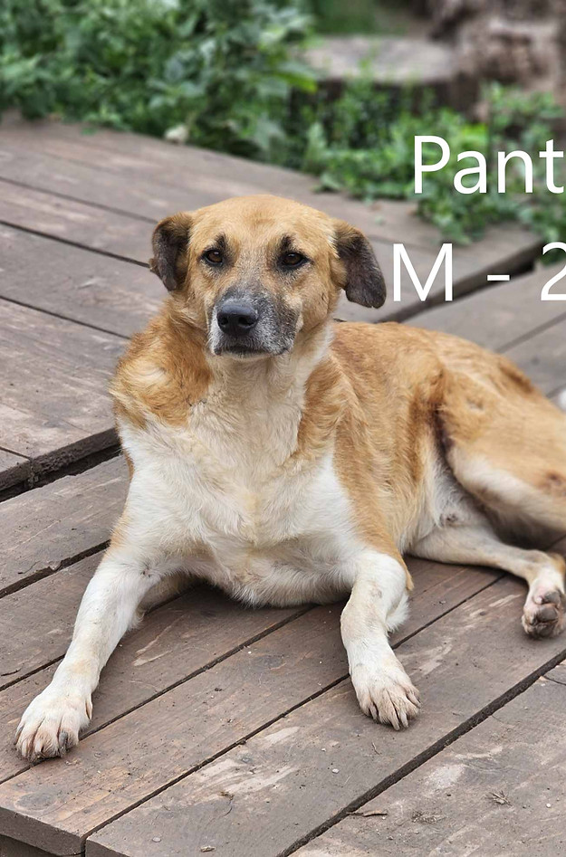 Panteley1.jpeg