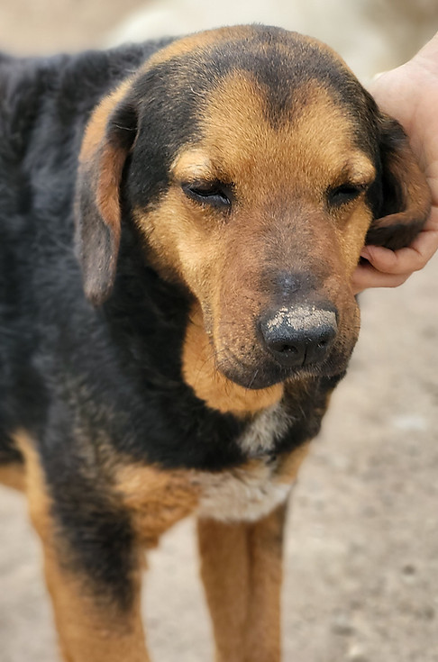 Brundo18.jpg