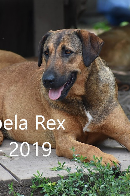 Debela_rex1.jpg