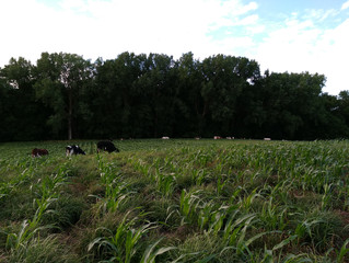 Till the Cows Come Home