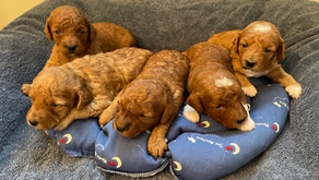 Christmas 2025 Available puppies 