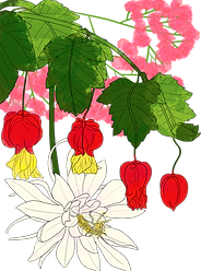 꽃말합작 - 글 - 아부틸론 월하미인 붉은안개꽃.png