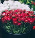 Fresh Flowers