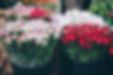 Fresh Flowers