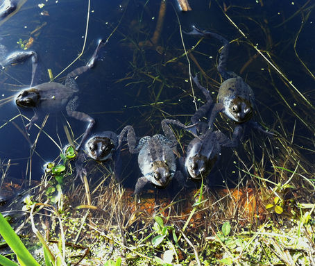 Can mini ponds influence microclimates in the city?