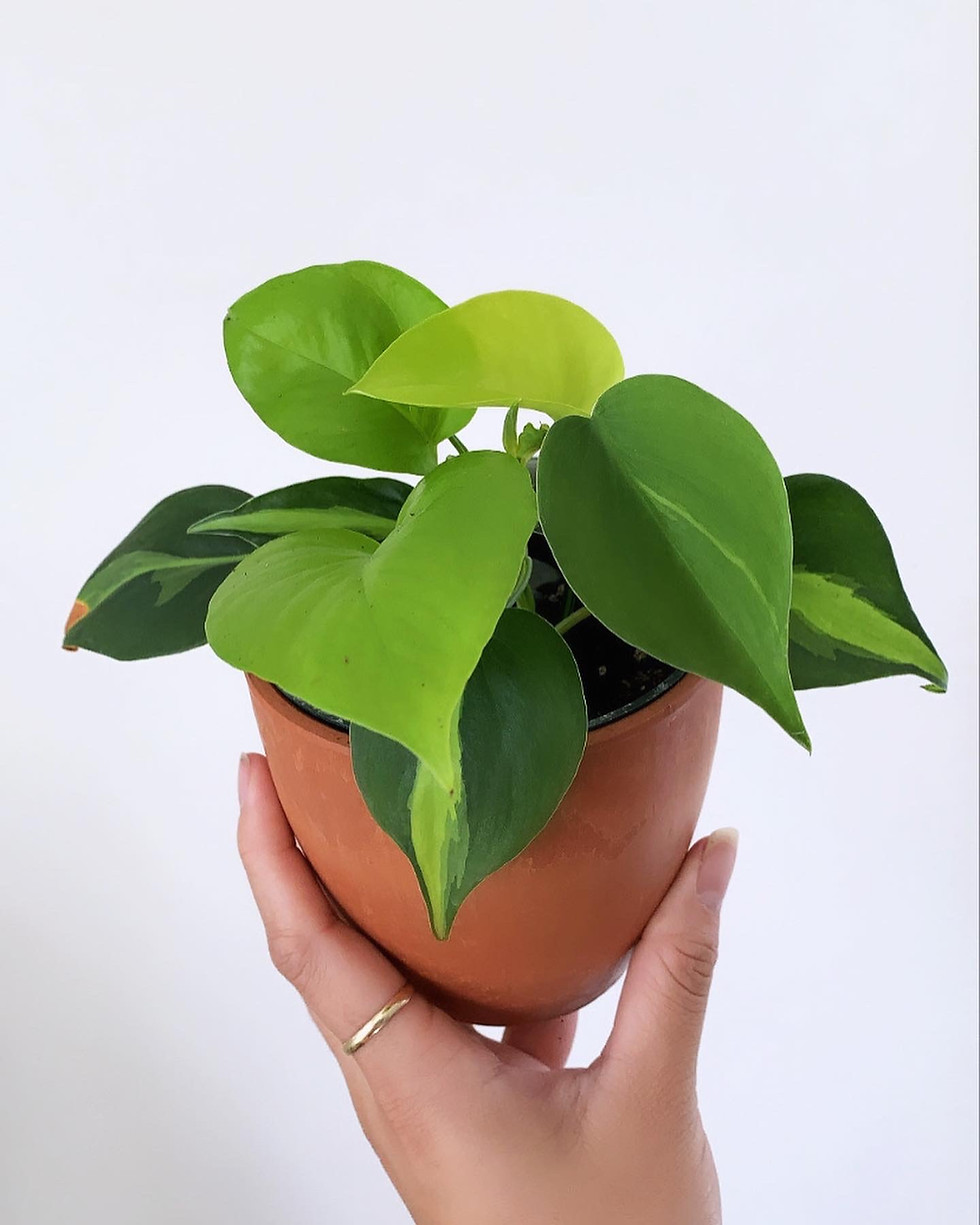Thumbnail: Philodendron Brasil