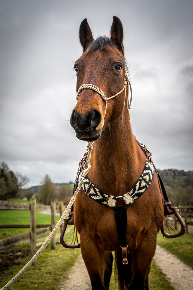 collier-de-chasse-mohair-83.jpg