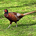 common-pheasant-g4c194d614_1280.jpg