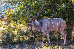 Großer Kudu