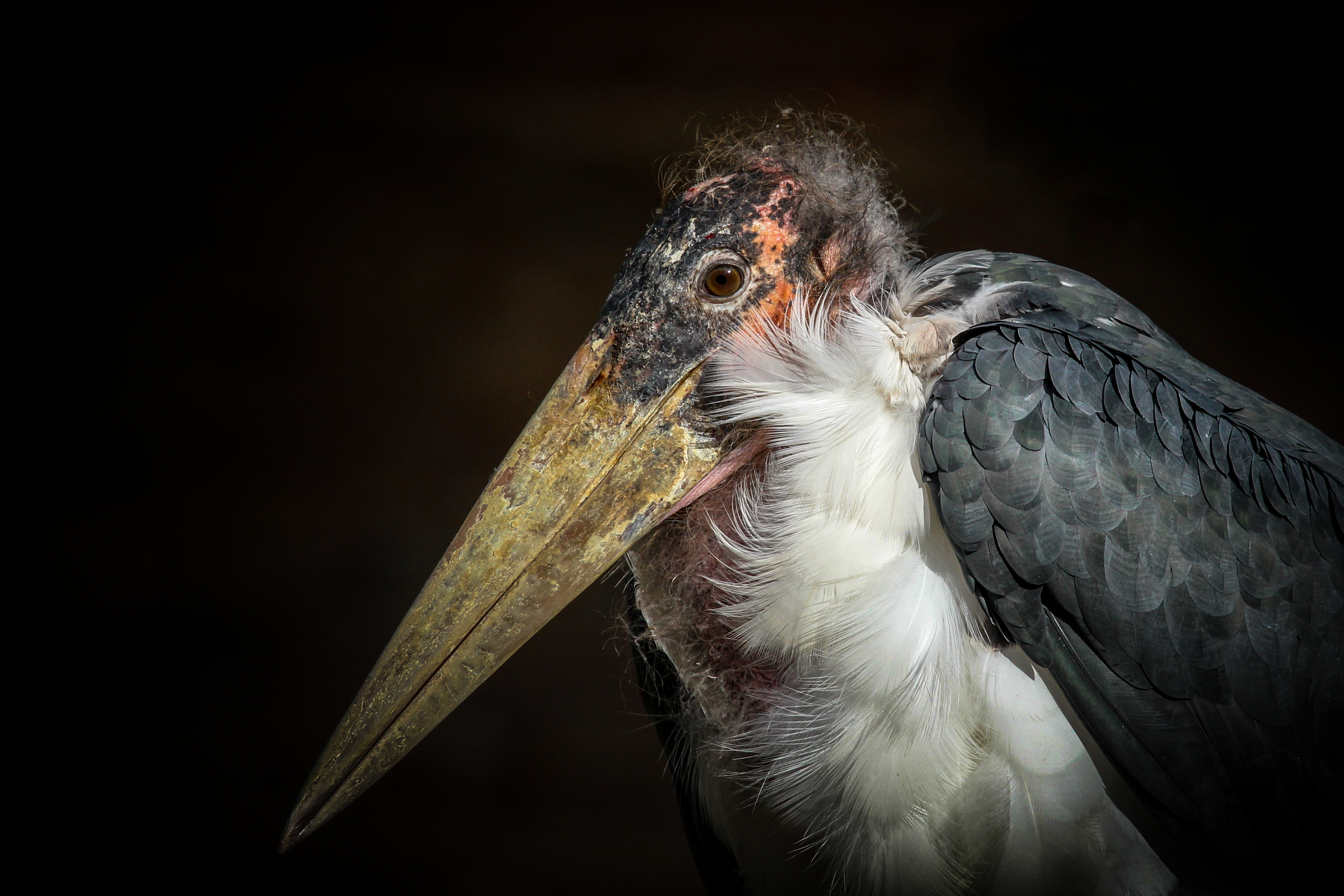 Marabu