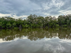 Blick auf die Mangroven