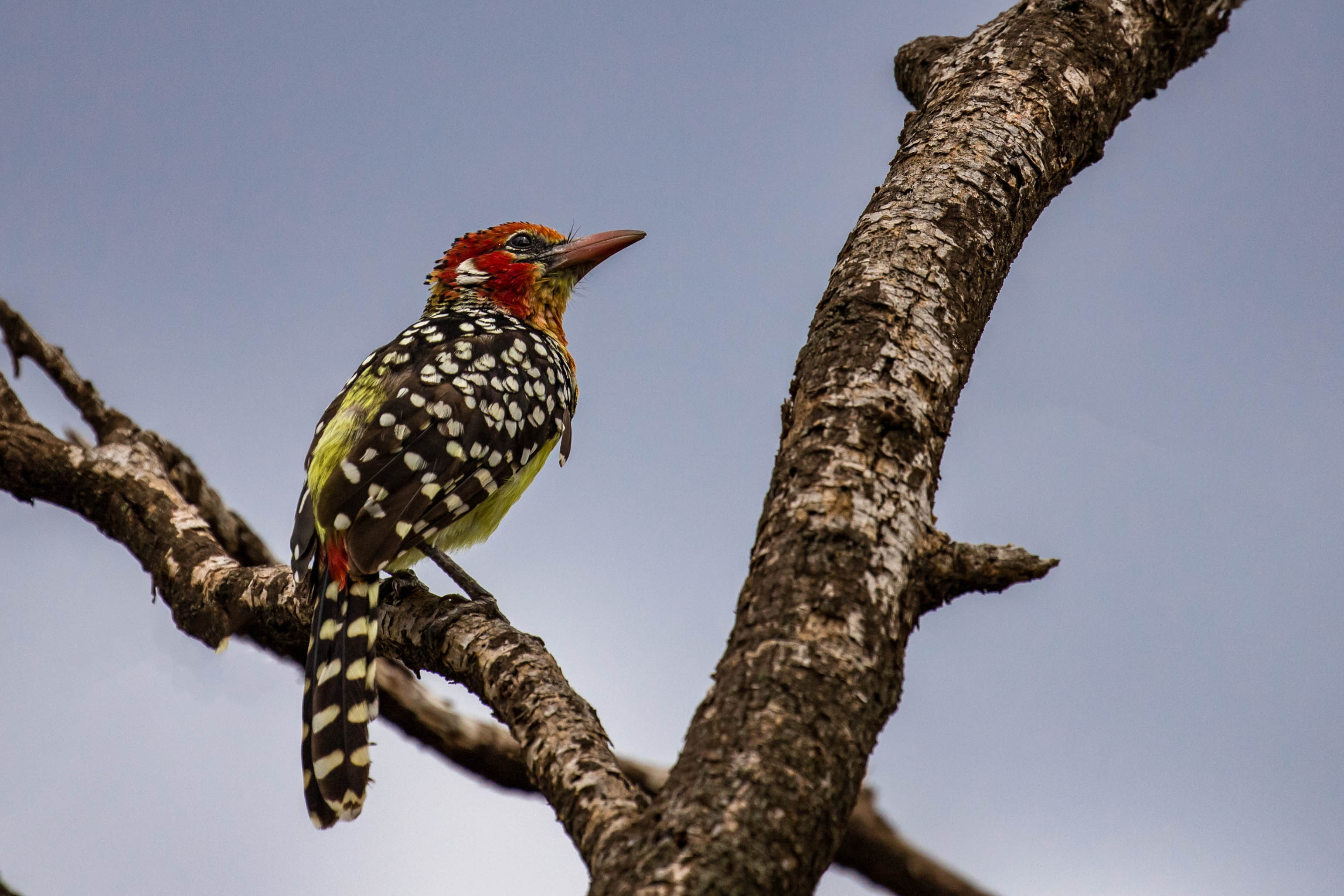 Flammenkopf-Bartvogel