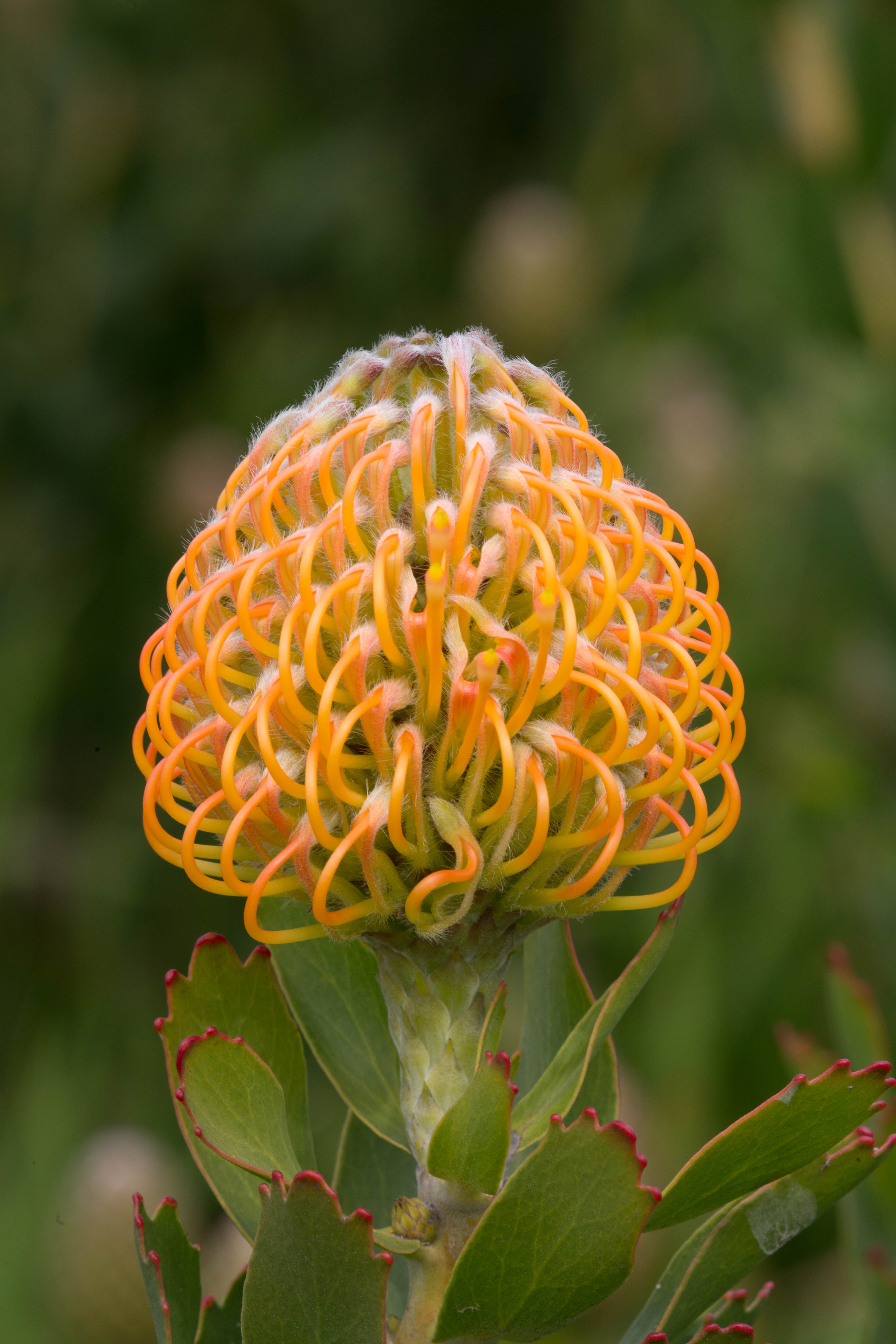 Protea