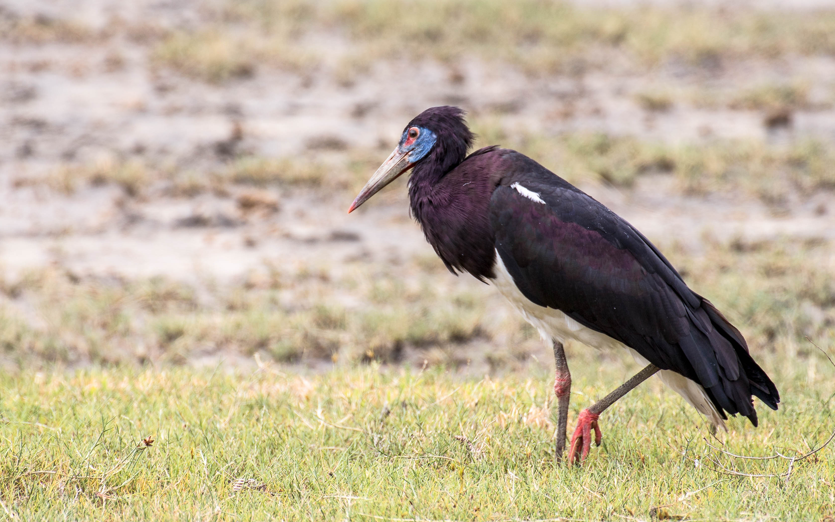 Jakobsstorch