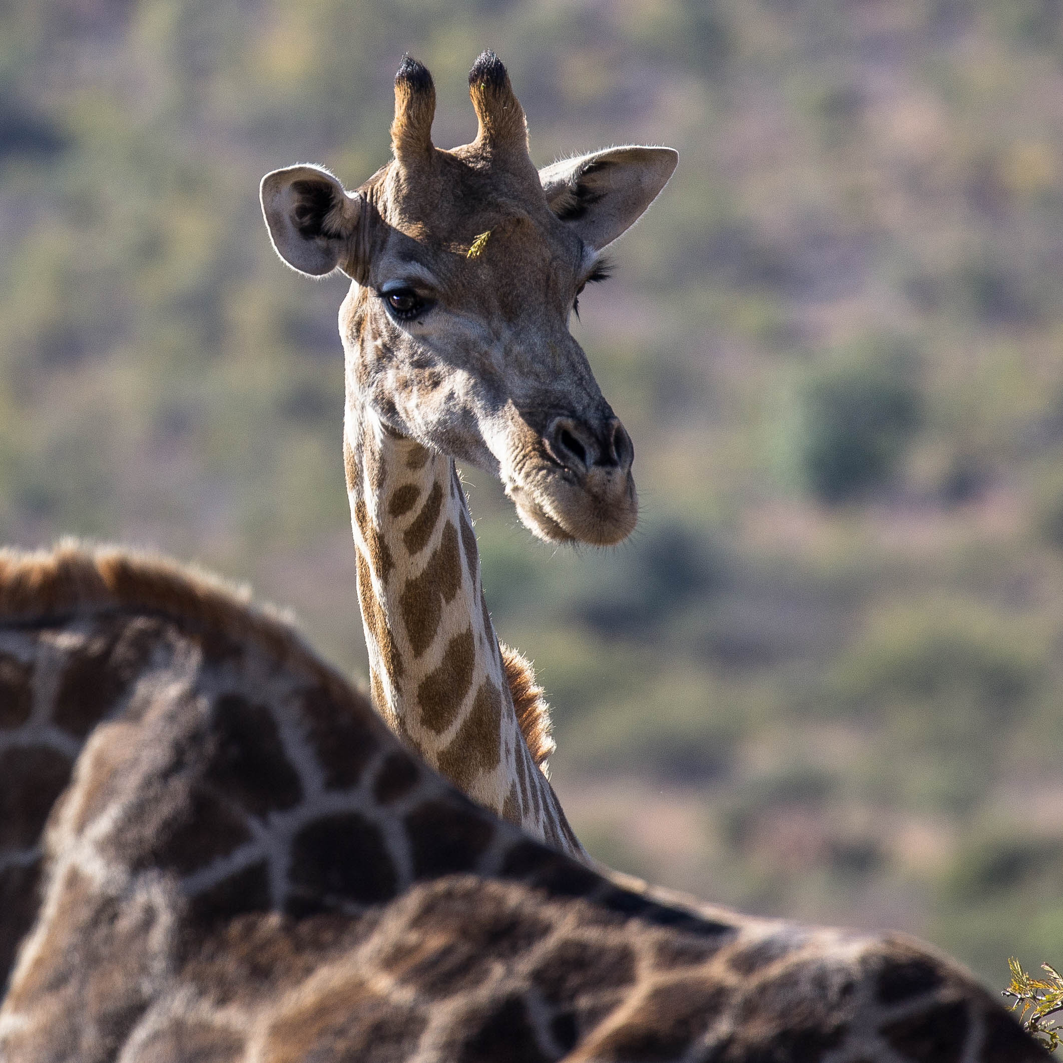 Giraffen