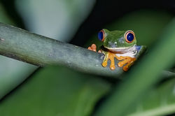 Rotaugenlaubfrosch bei der Nachtwanderung