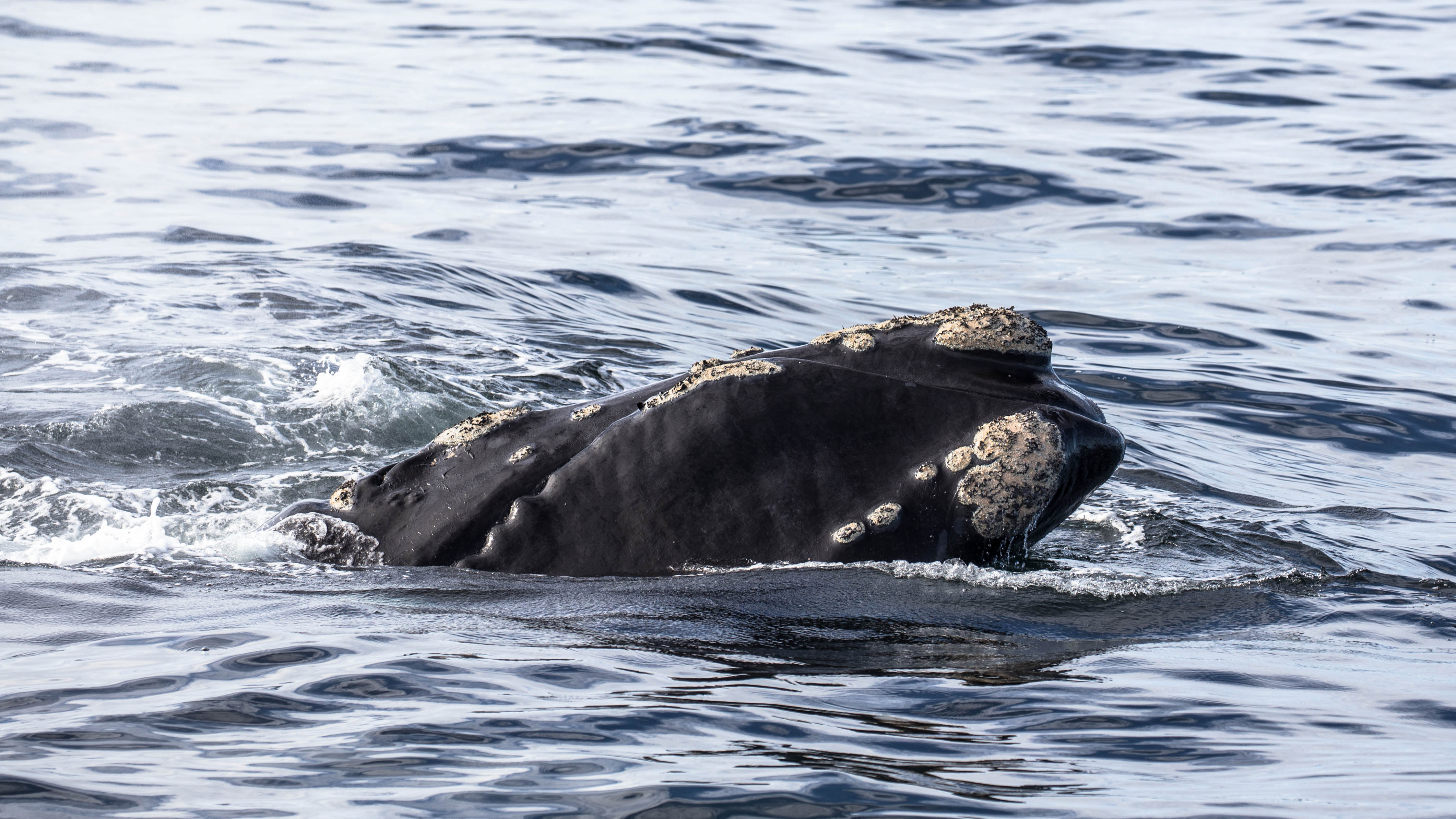 Wal bei Hermanus