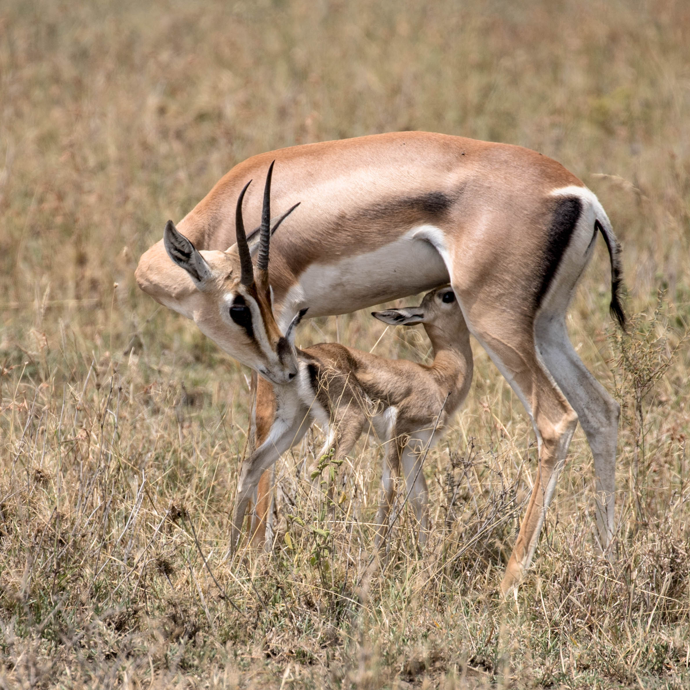 Impala