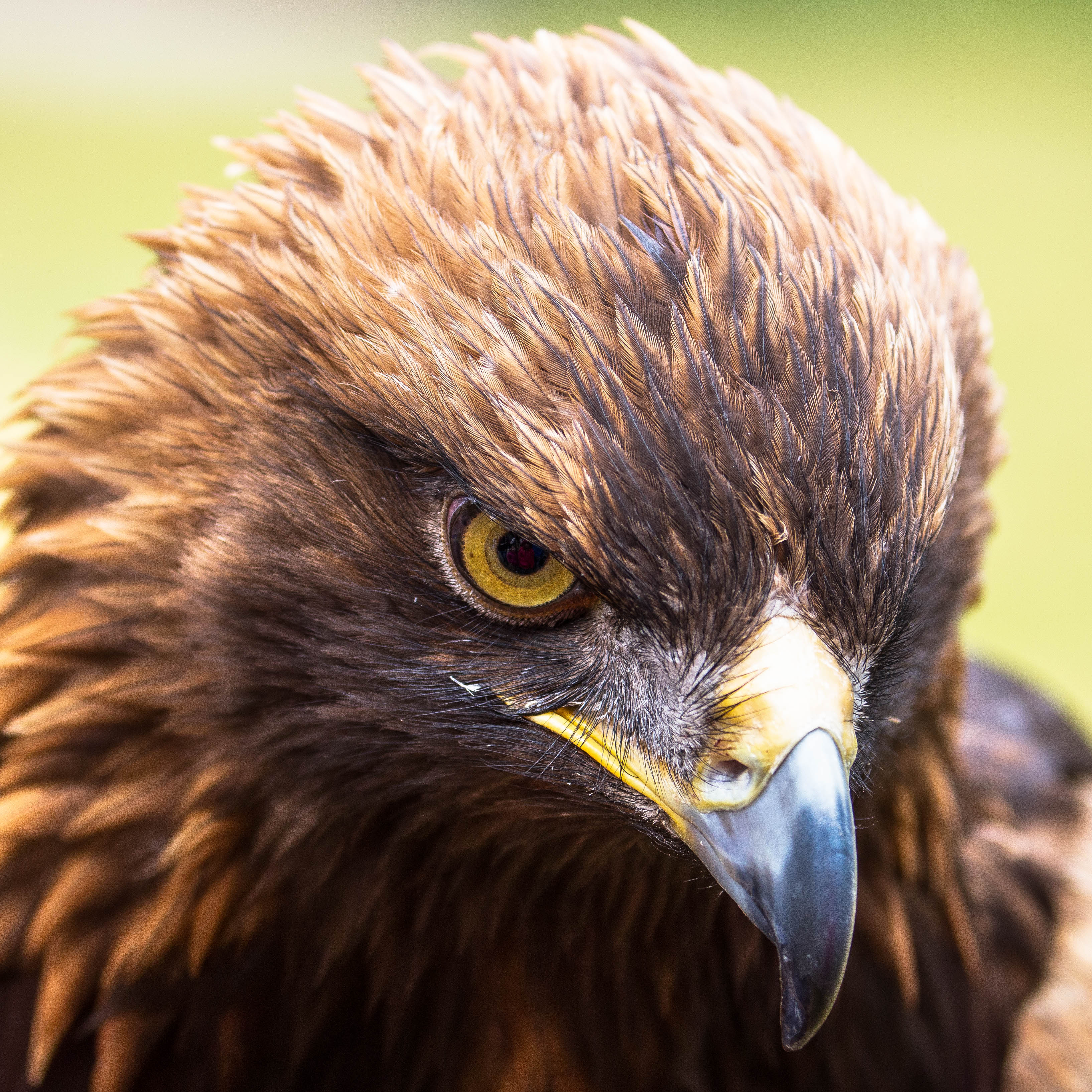 Adler