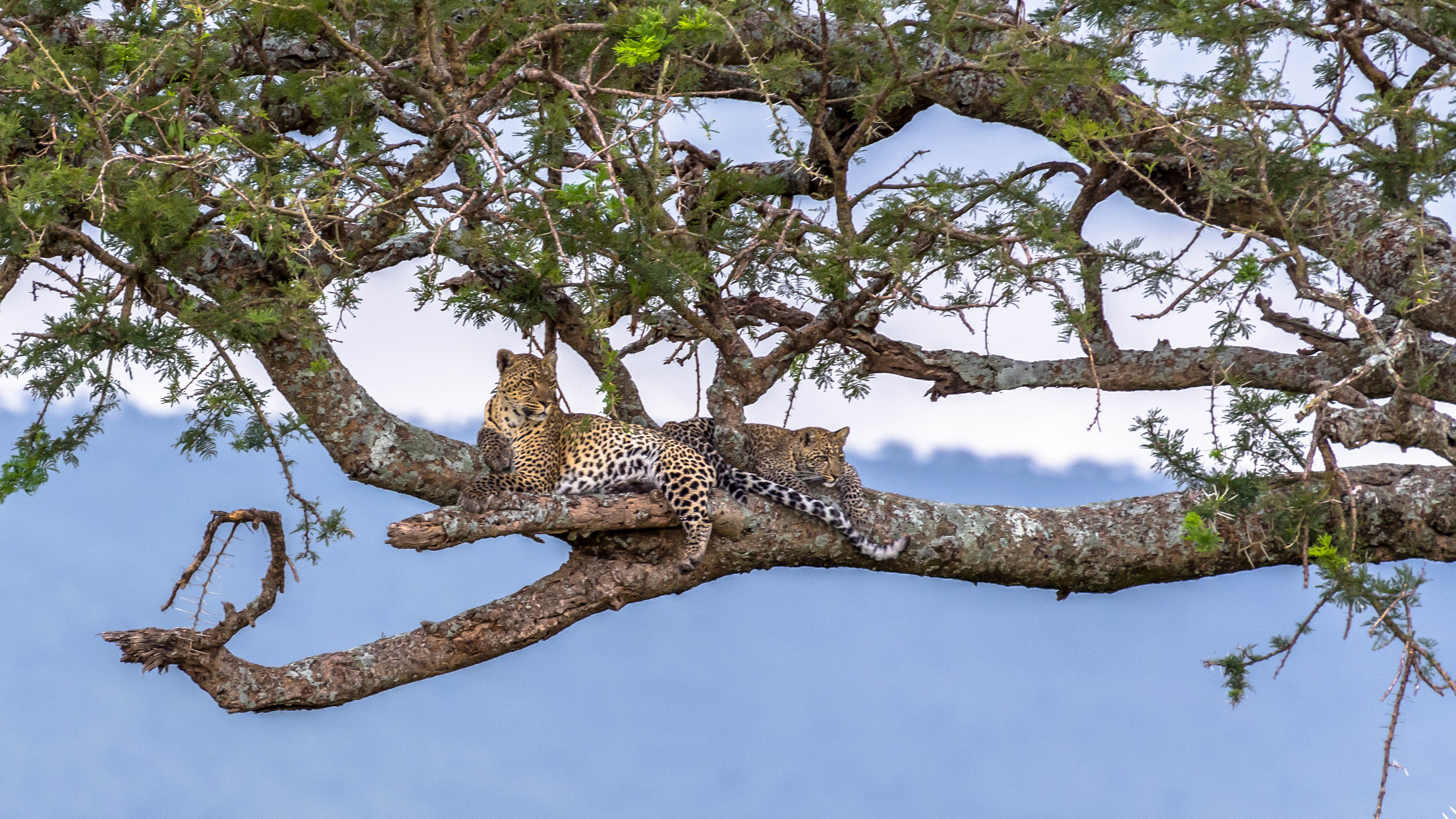 Leopardin mit Tochter