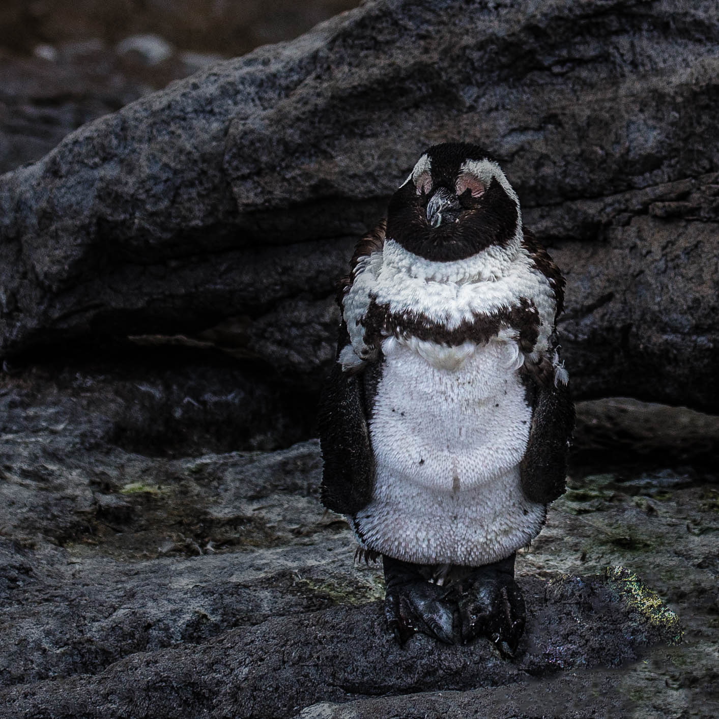 Junger Eselspinguin