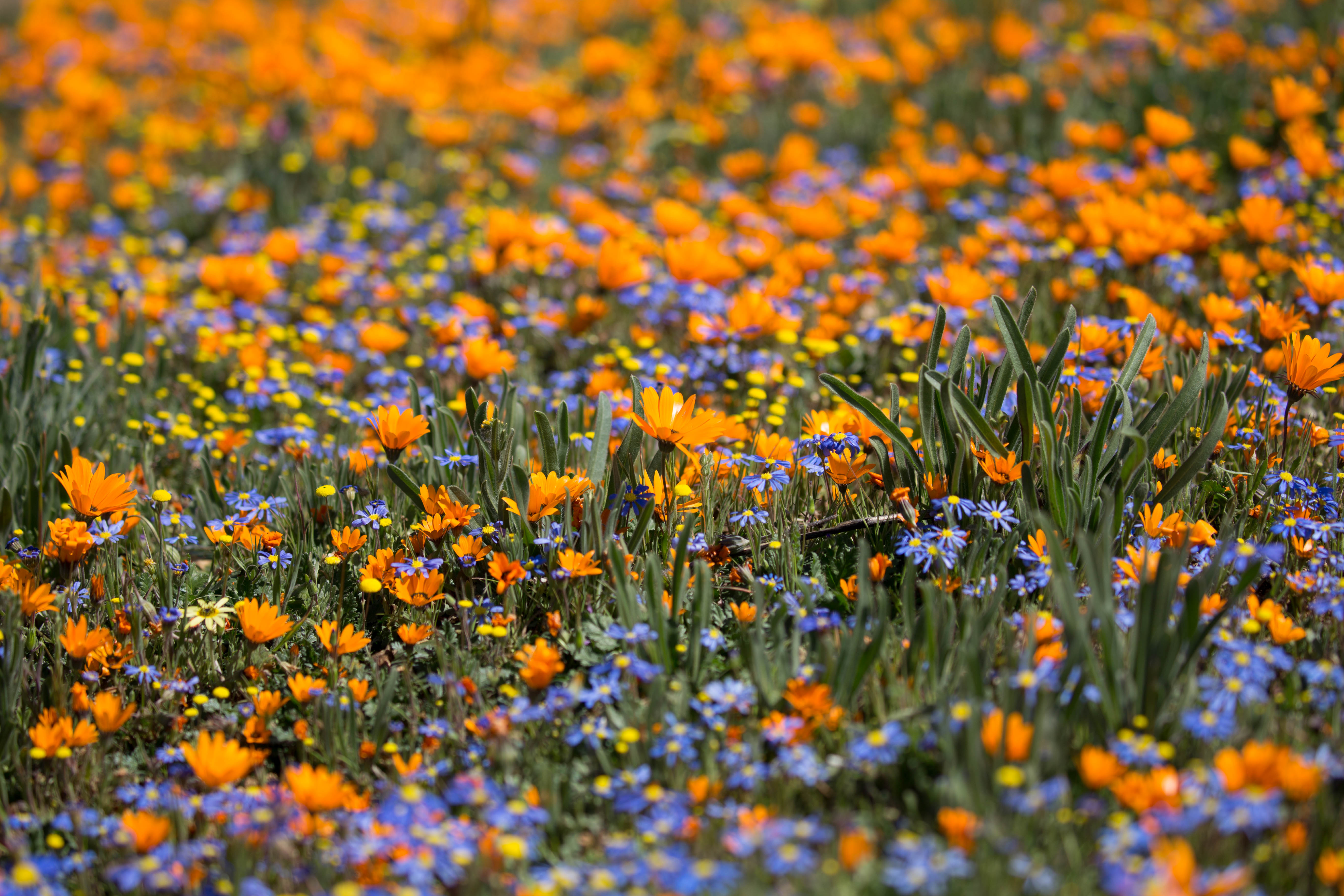 Namaqualand-Blütenteppich