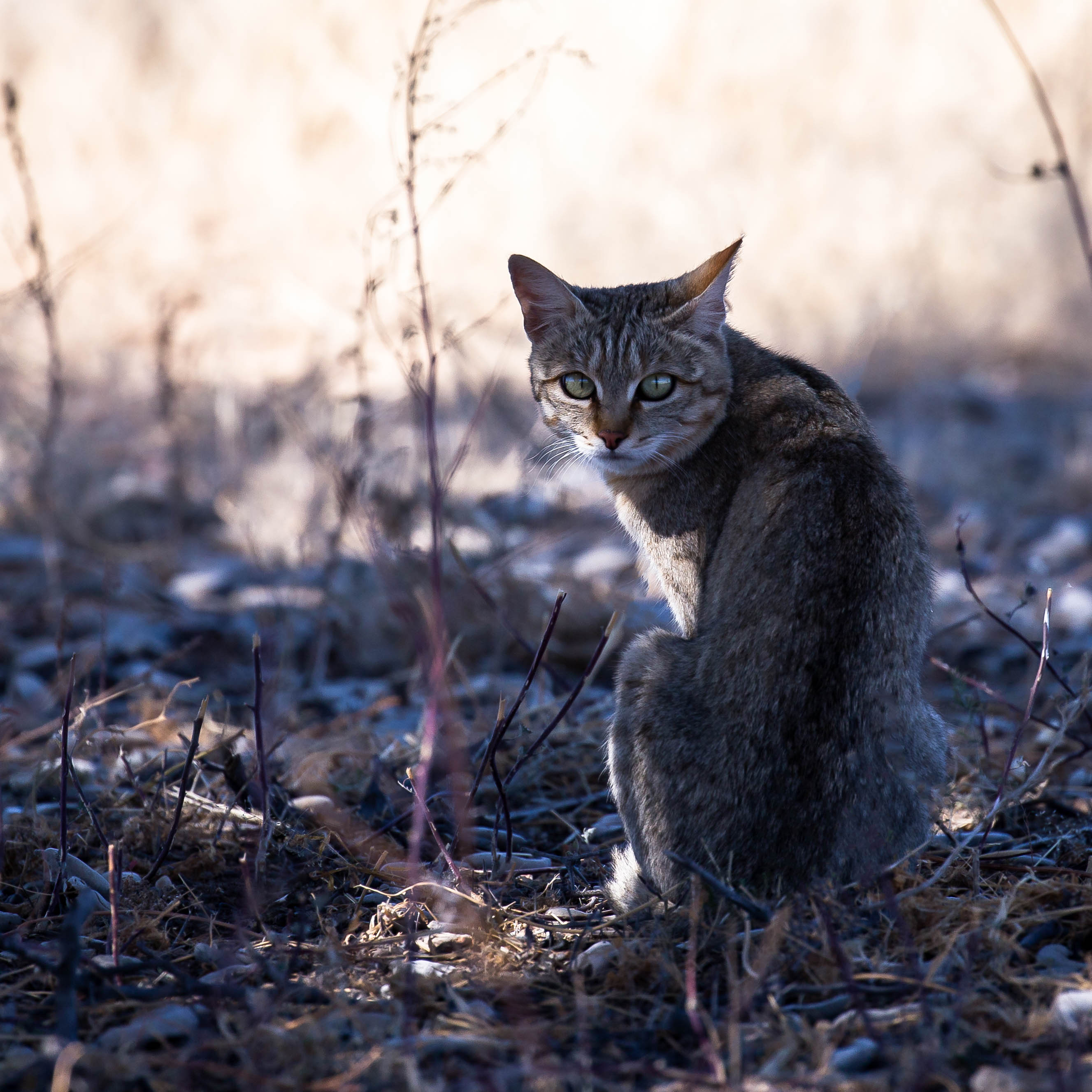 Wildkatze