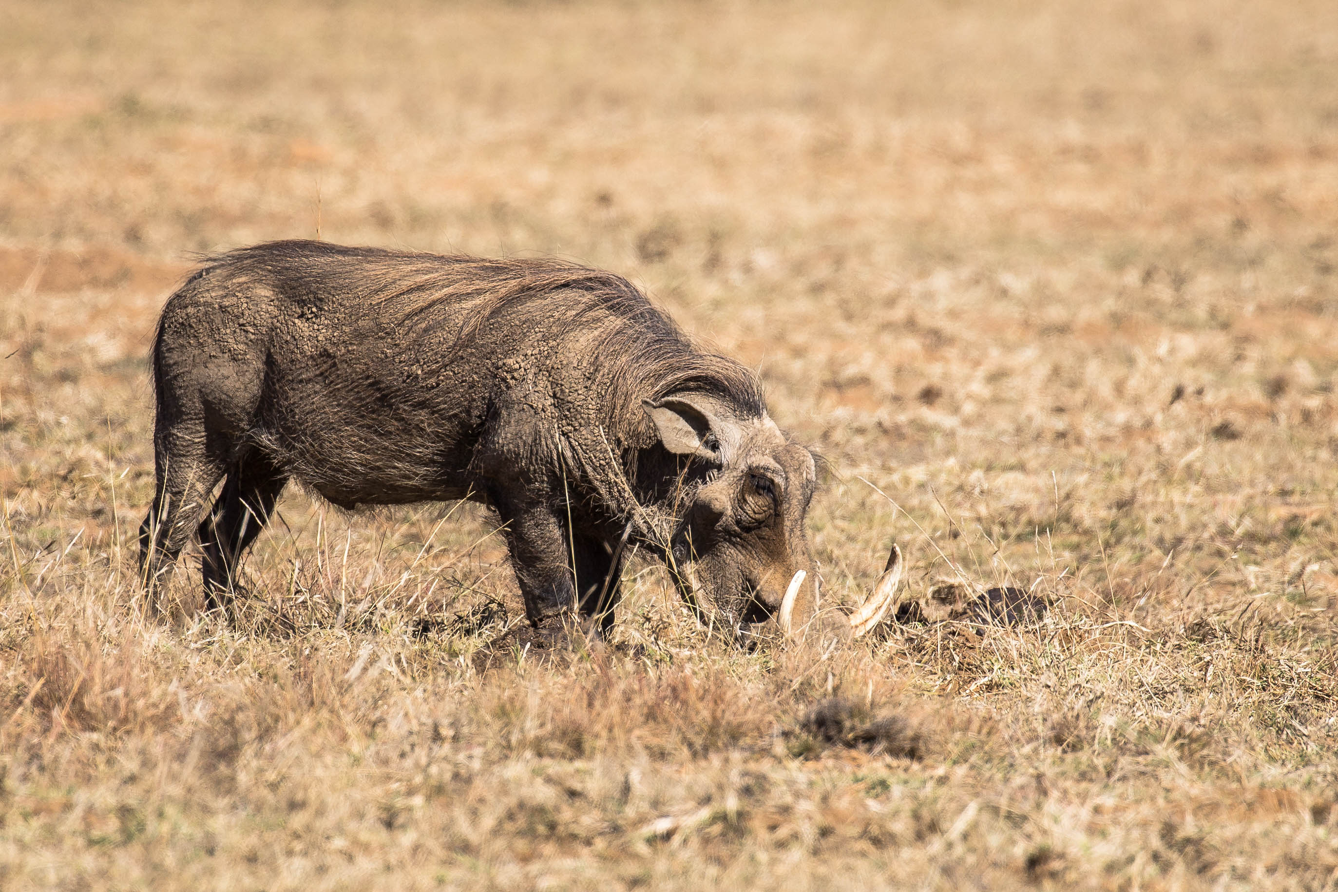 Ein starker Warzenschweinkeiler