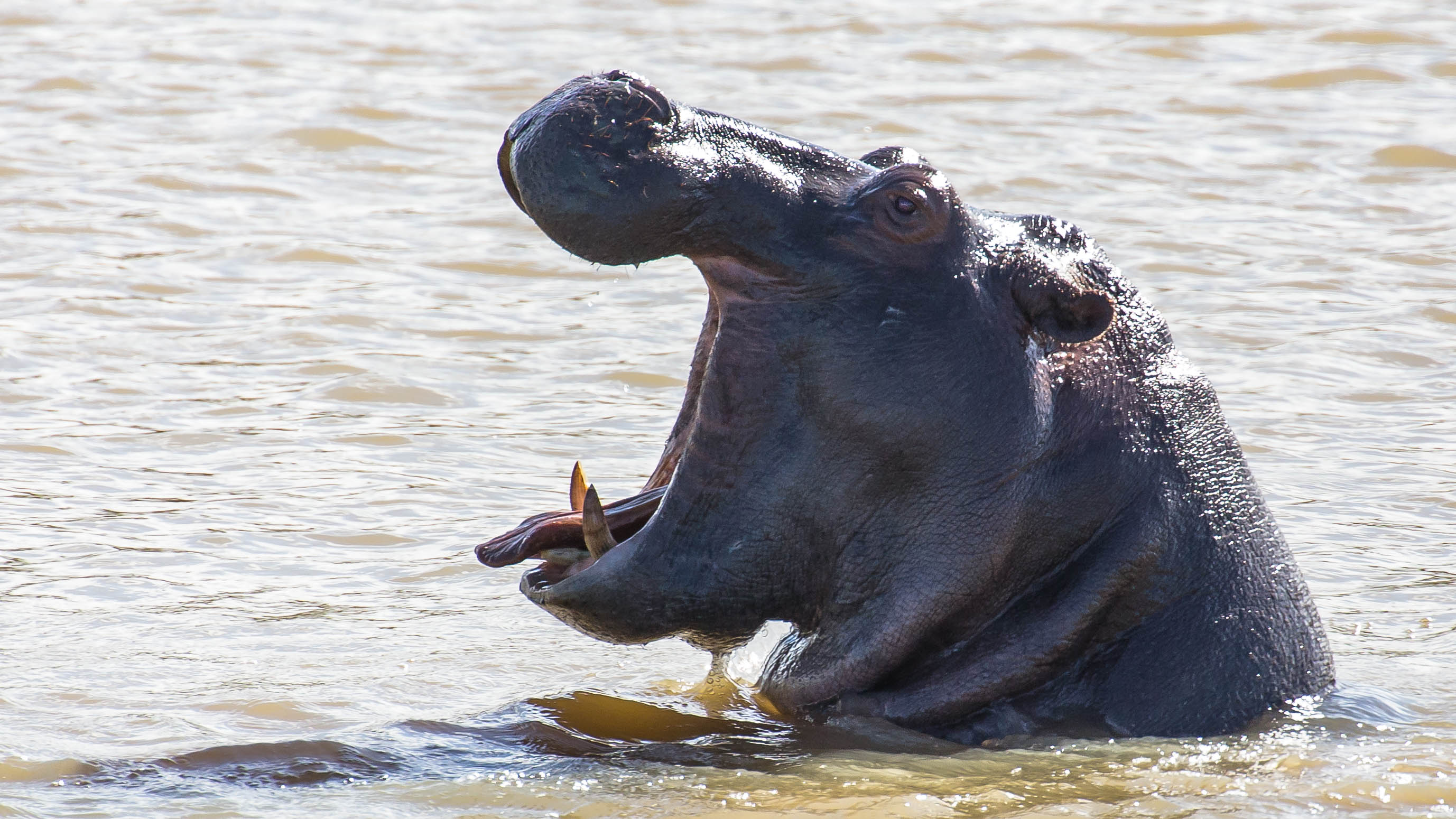 Gähnendes Hippo
