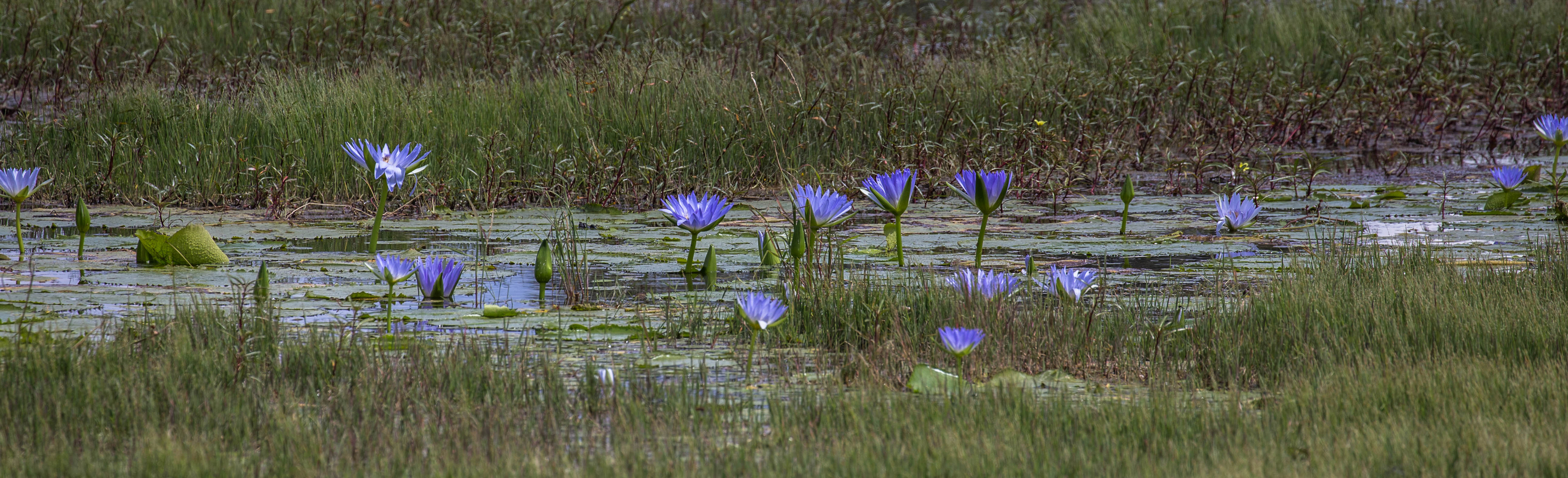 Waterlillies