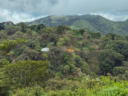 Blick auf eine Kaffeeplantage
