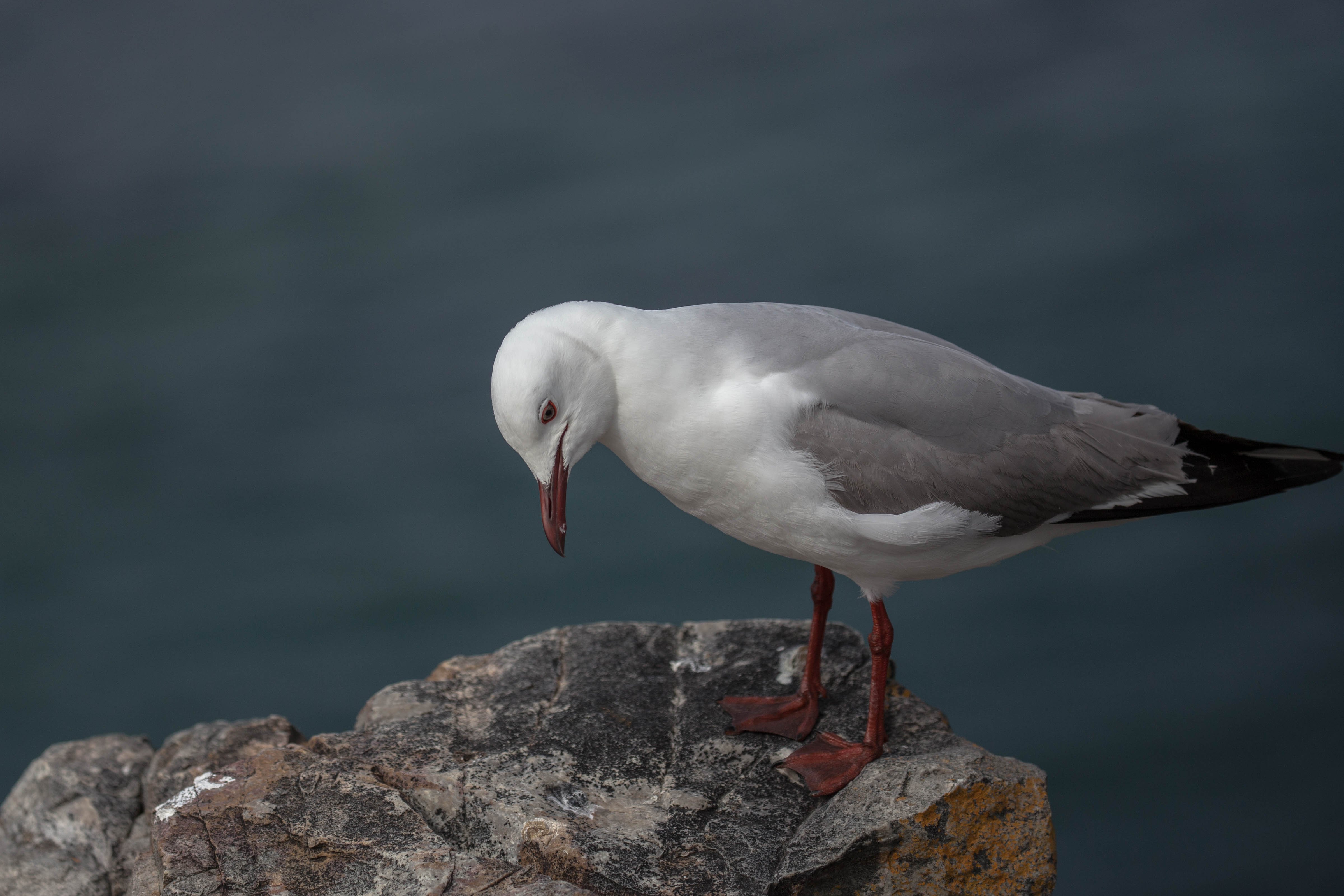 Möwe