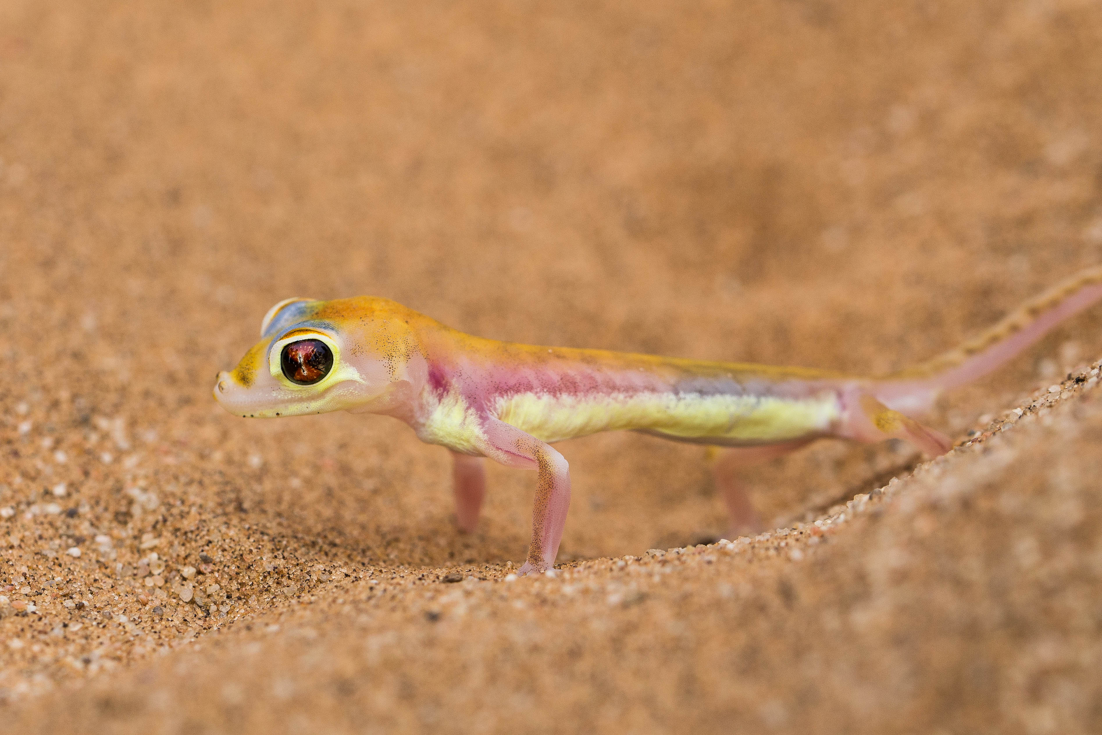 Palmatogecko