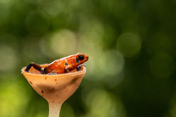 Erdbeerpfeilgiftfrosch