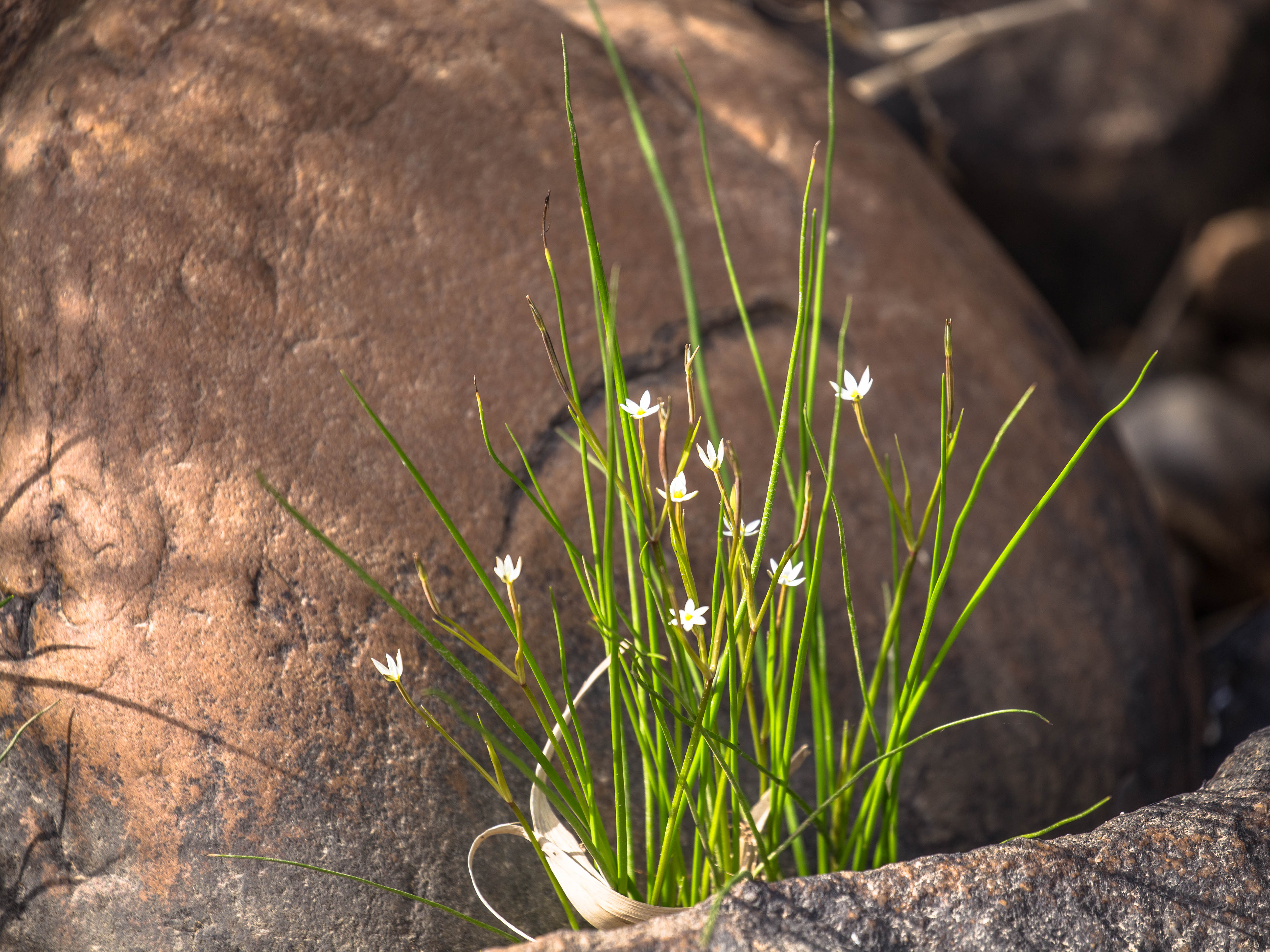 Genügsame Blüten