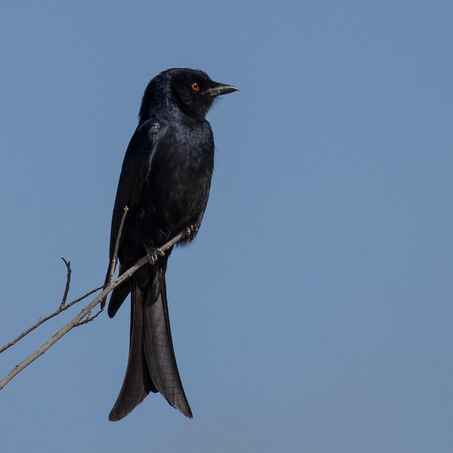 Drongo