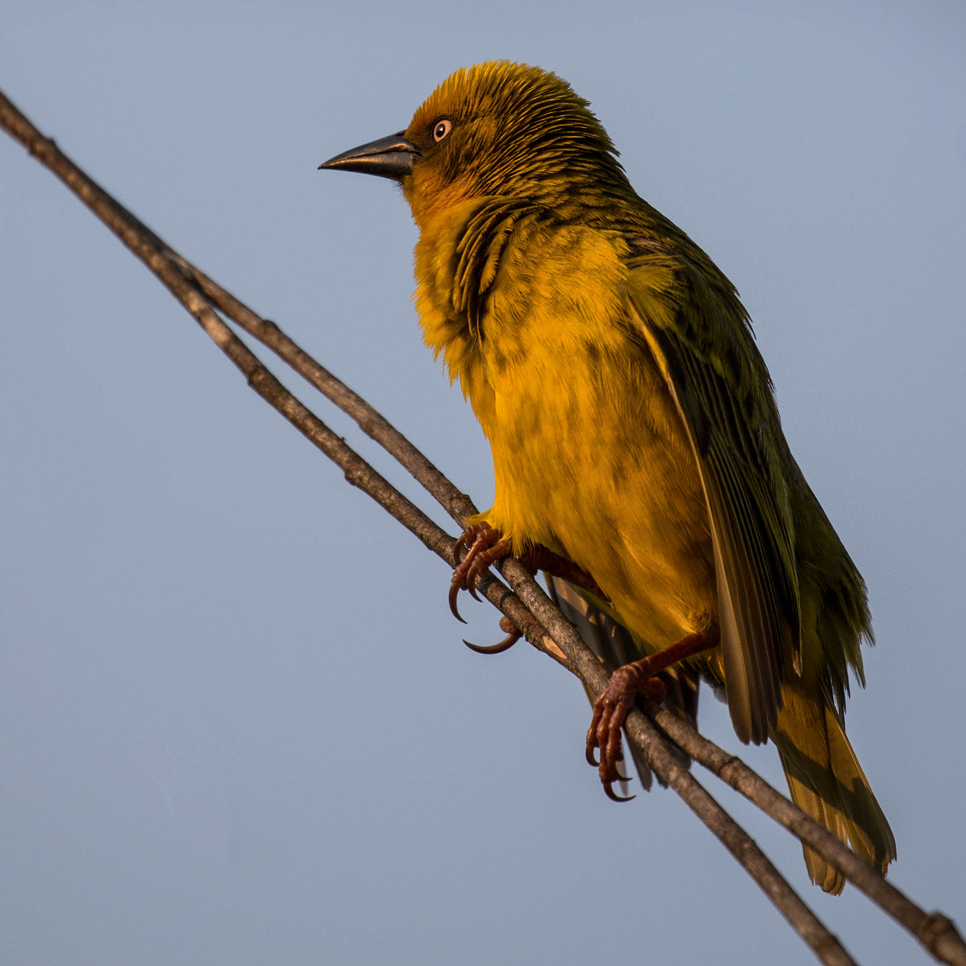 Webervogel