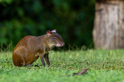 Ein Aguti ziemlich müde