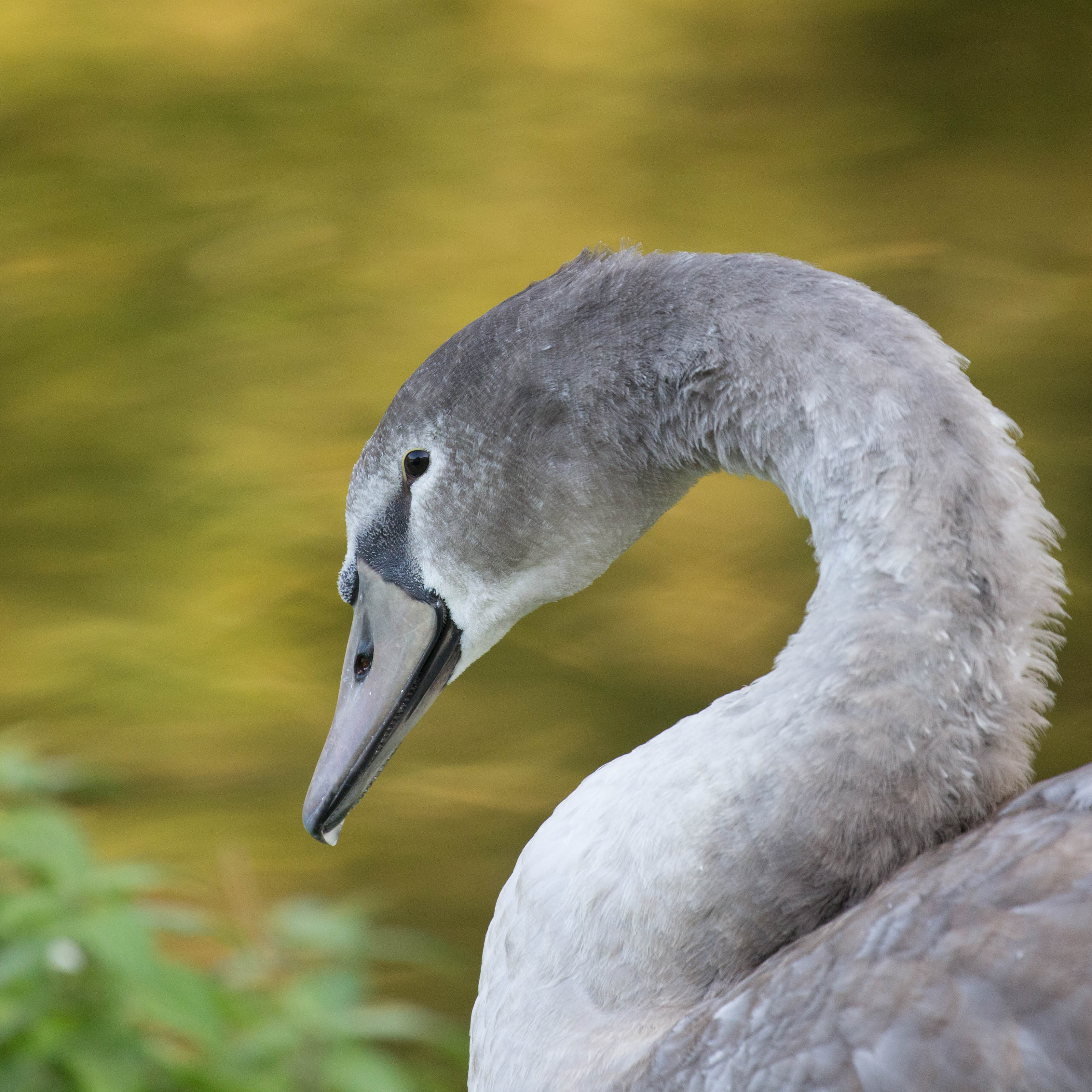 Jungschwanportrait