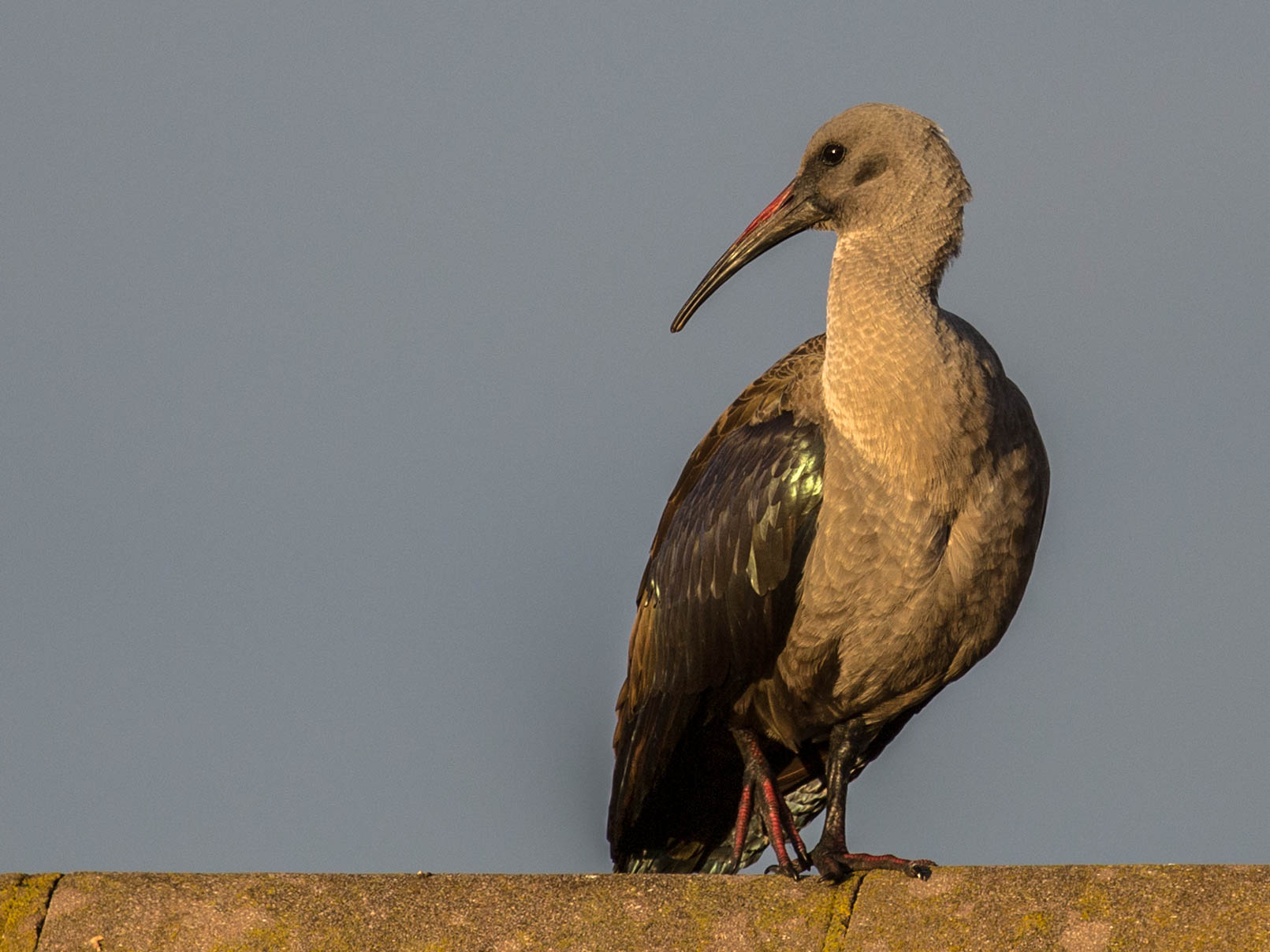 Hagedasch-Ibis