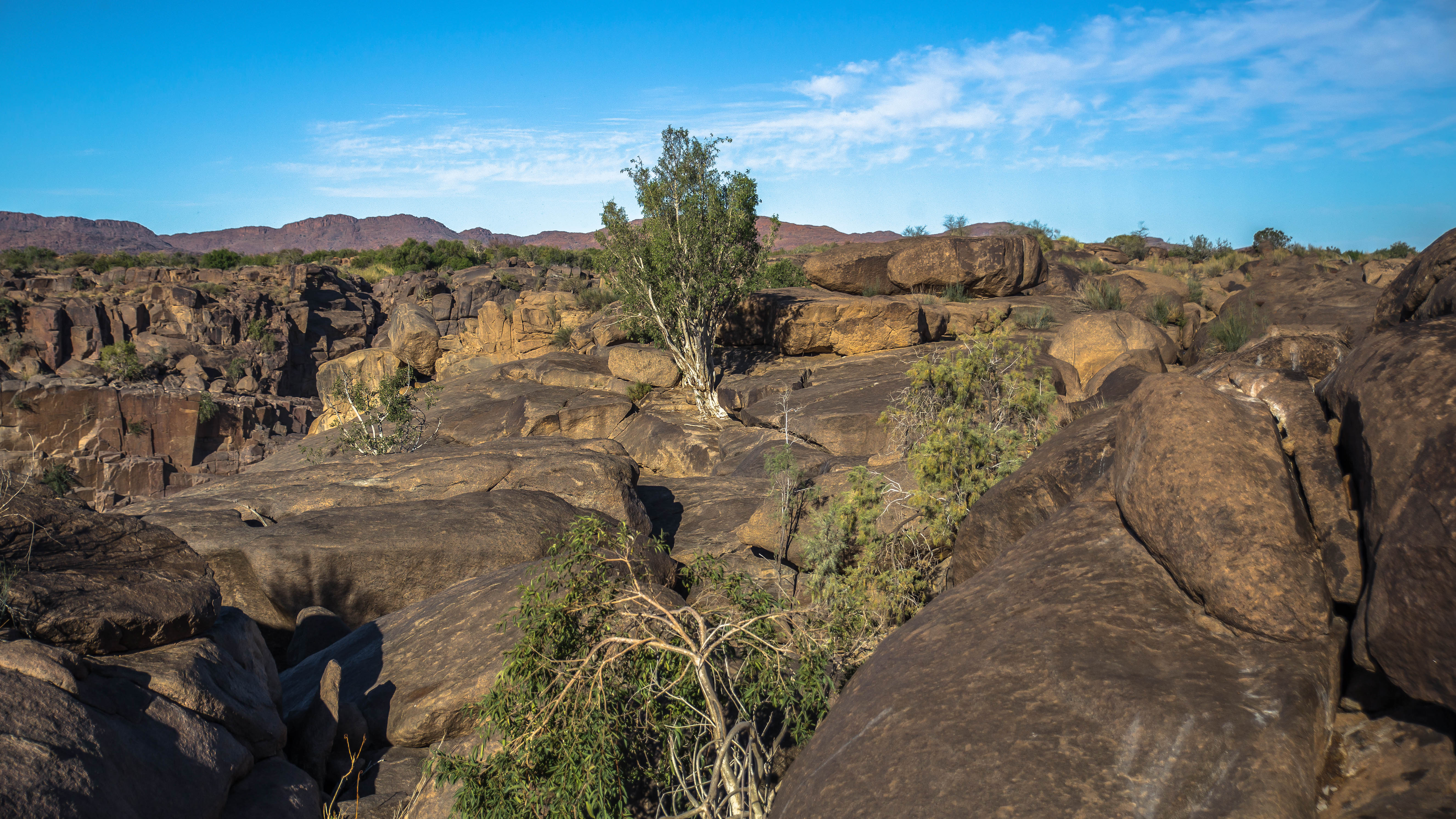 Genügsame Vegetation
