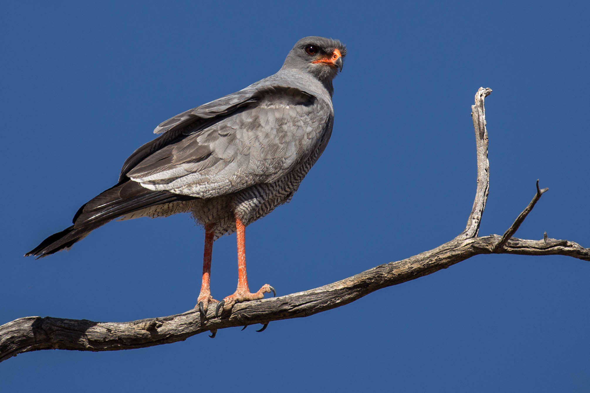 Singhabicht in der Kalahari
