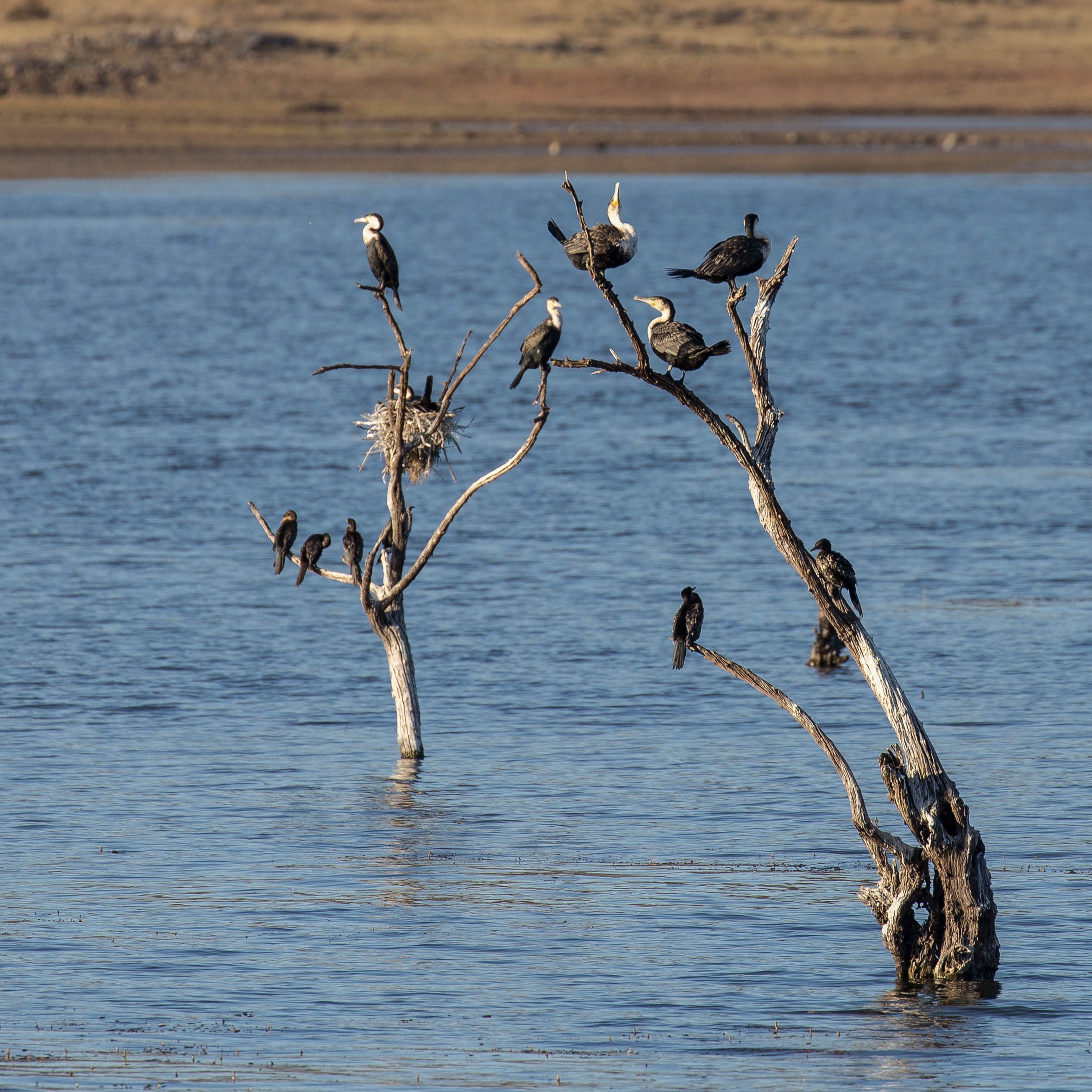 Kormorane im Pilanesberg NP