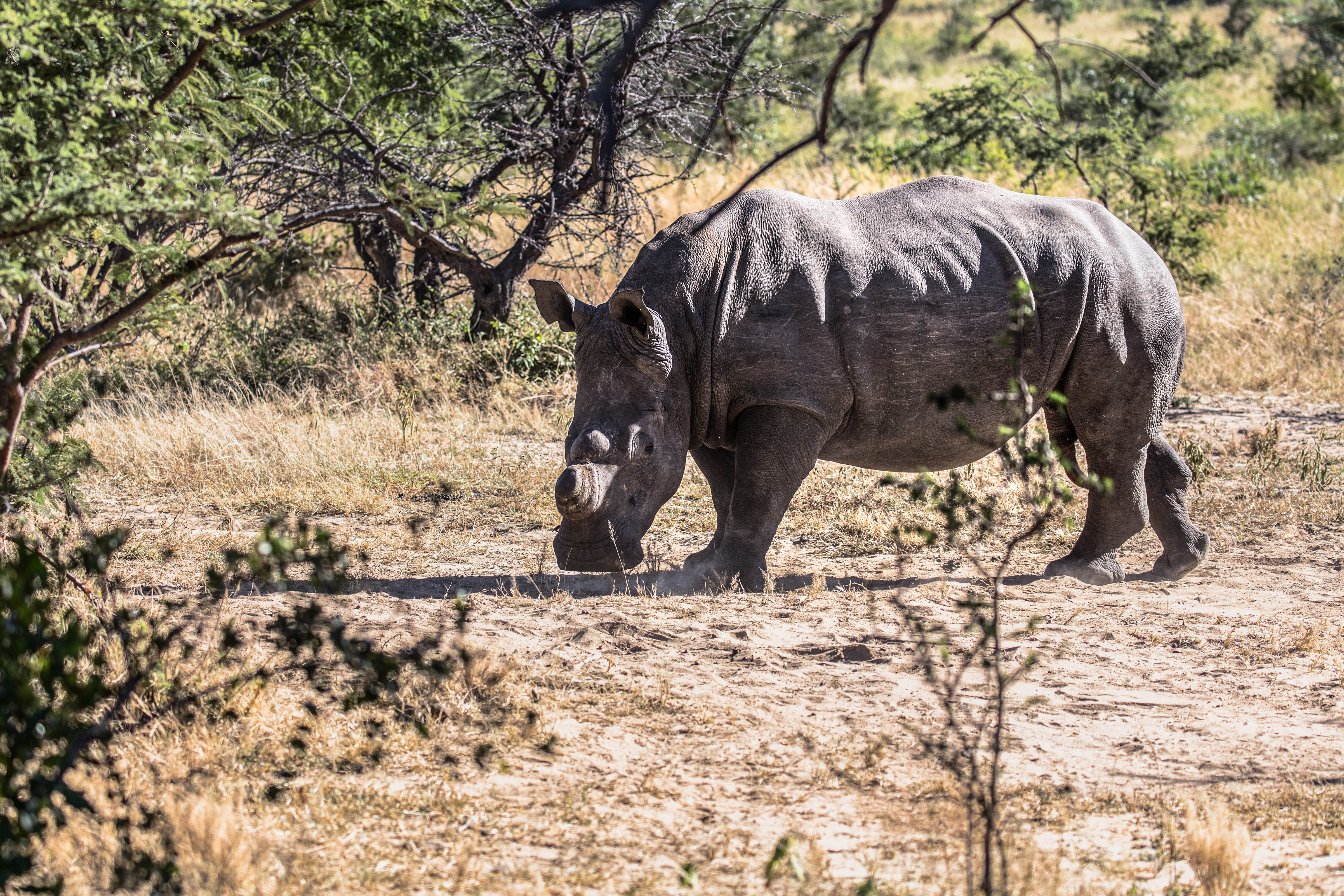 Breitmaulnashorn in Matobo