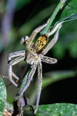 Spinne - Nachtwanderung