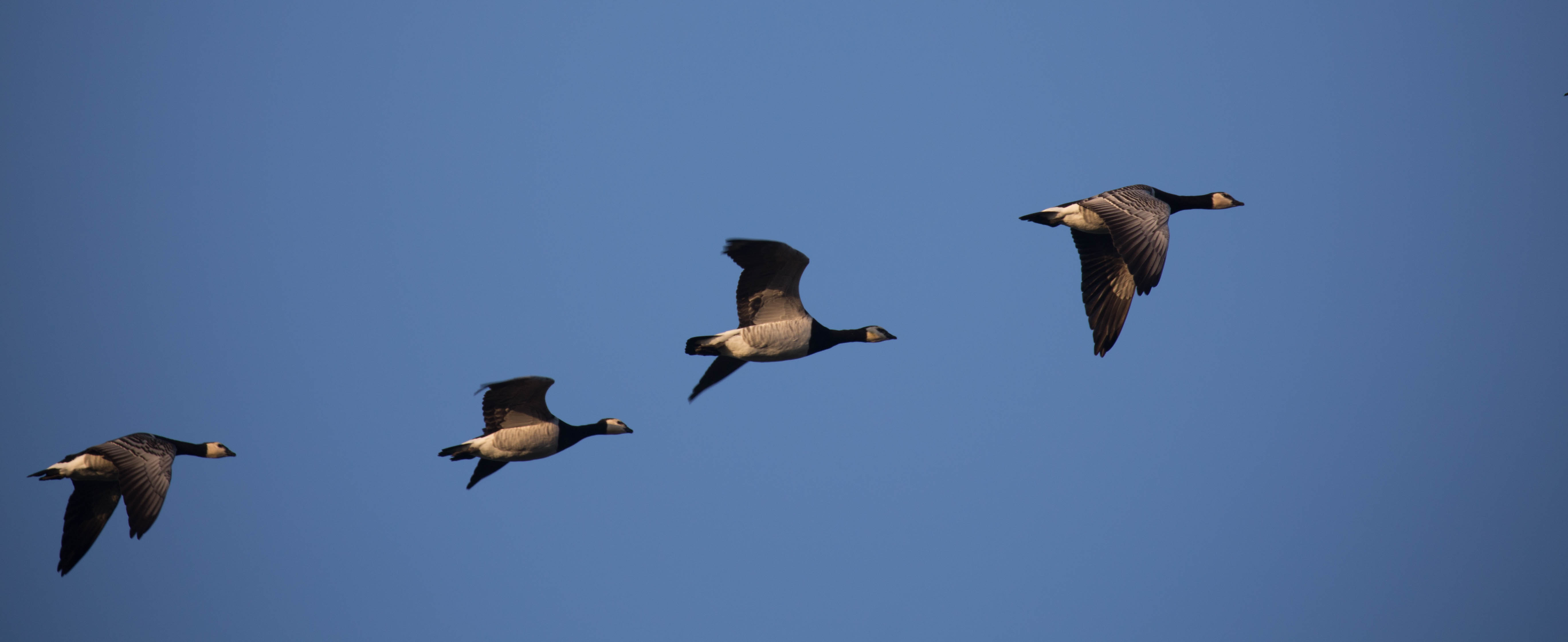 Flug der Canadagänse