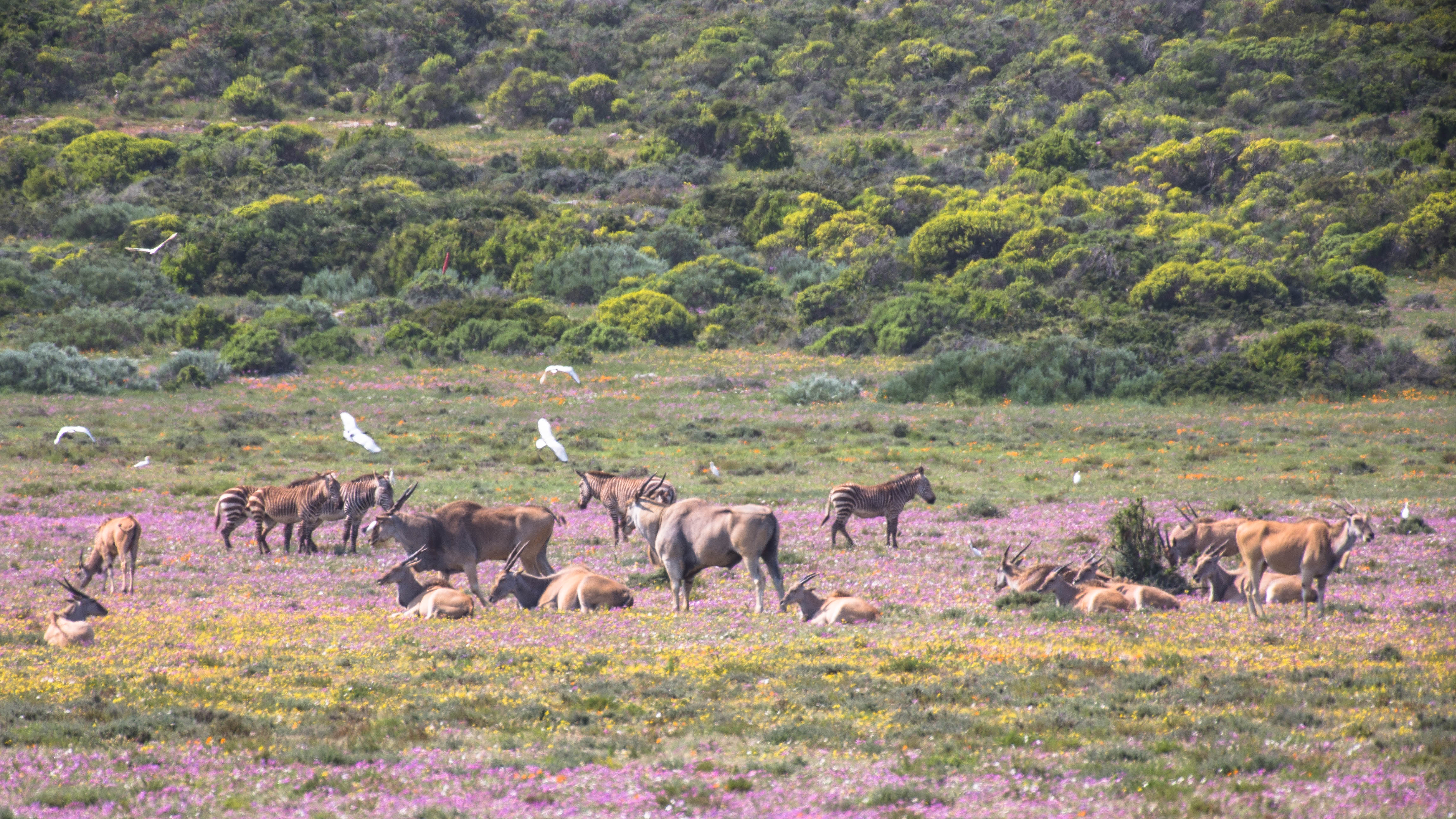 Elandantilopen im Westcoast NP