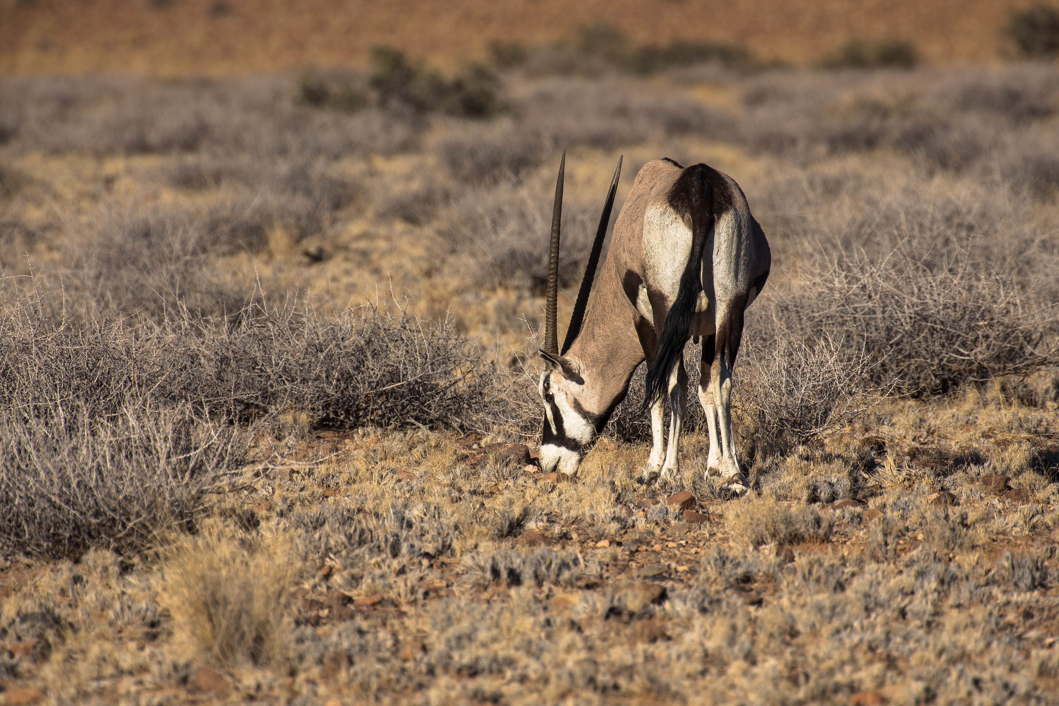 Oryx das Wappentier Namibias