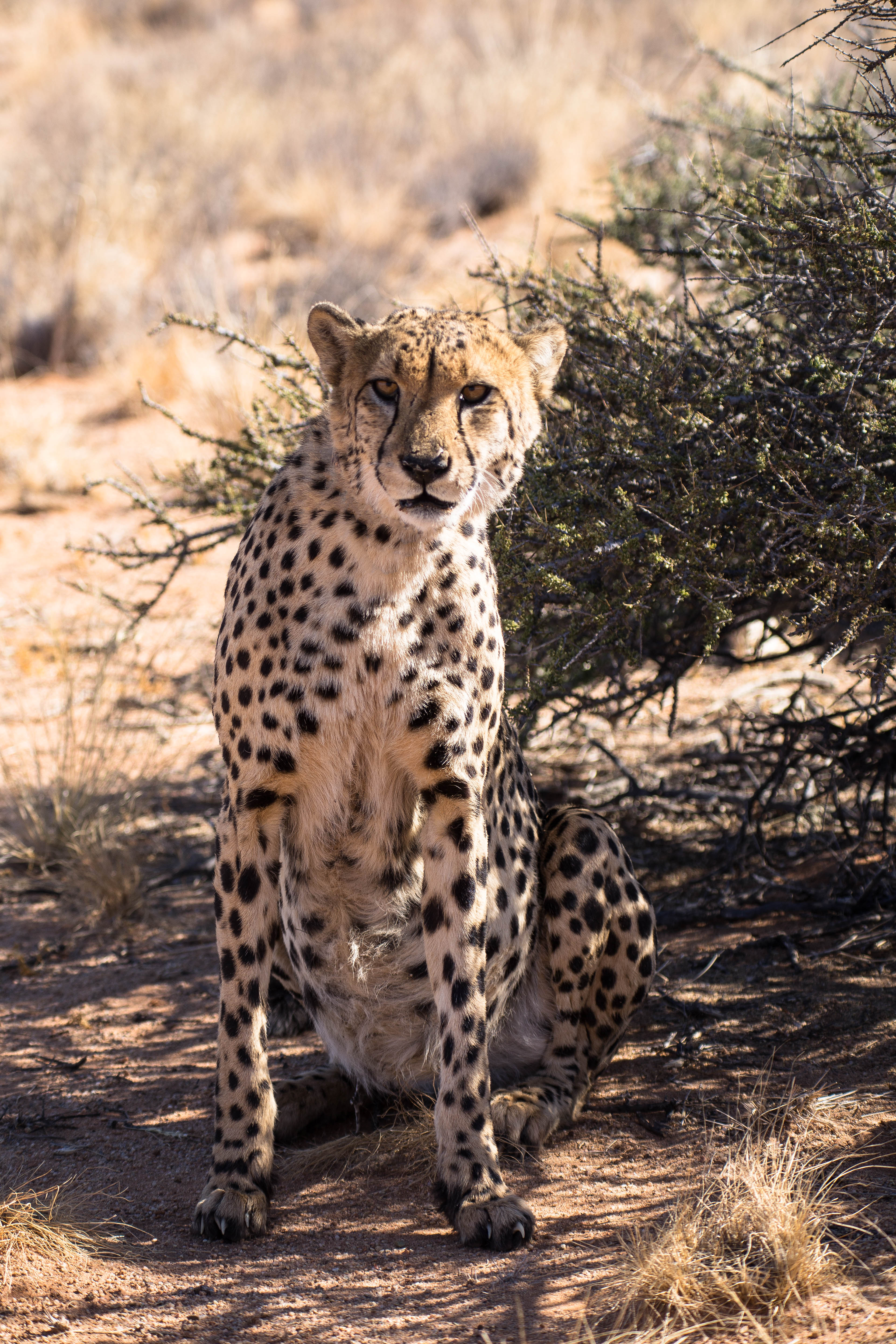 Gepard